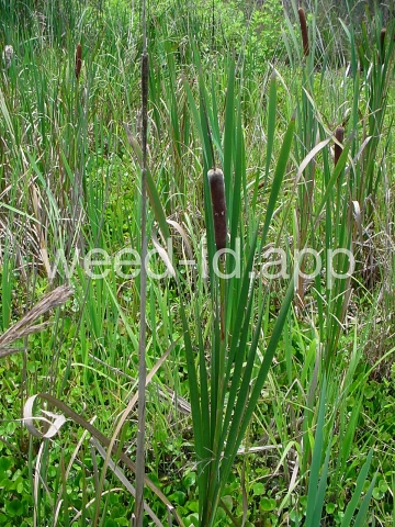 cattail, southern